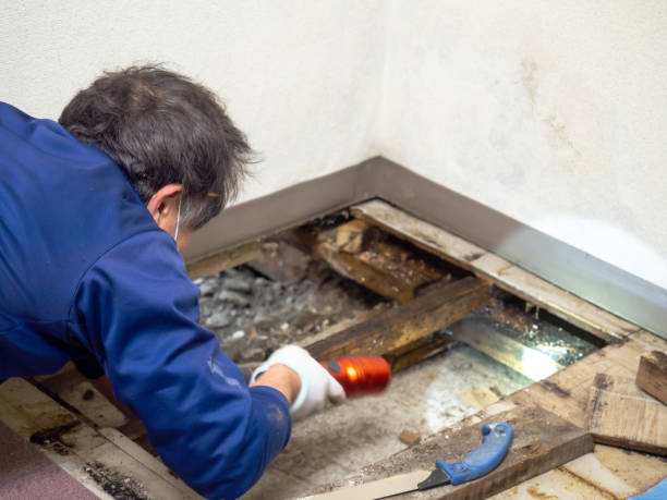 Best Mold Cleaning Services  in Csar Chvez, TX