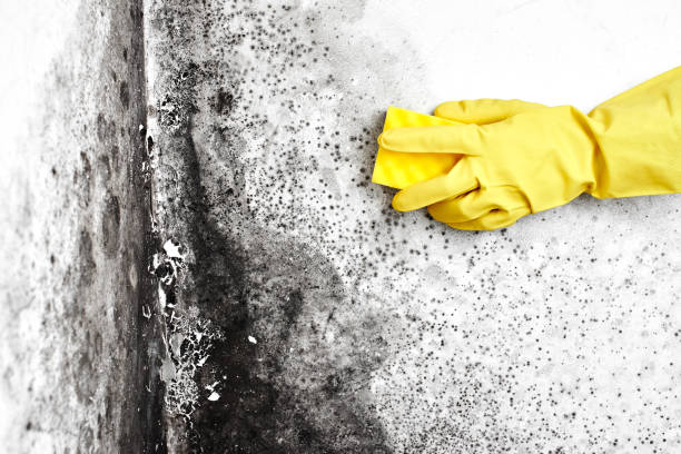 Best Mold Cleaning Services  in Csar Chvez, TX