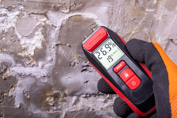 Best Best Mold Removal Companies  in Csar Chvez, TX