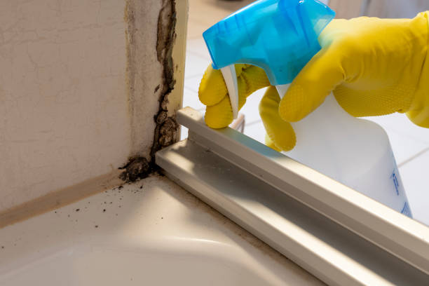 Best Toxic Mold Removal  in Csar Chvez, TX