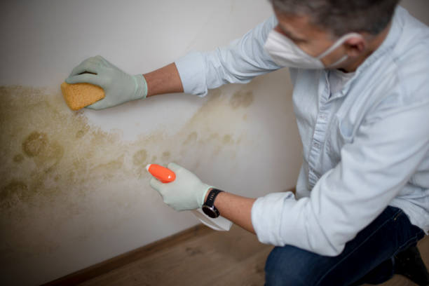 Best Home Mold Removal  in Csar Chvez, TX