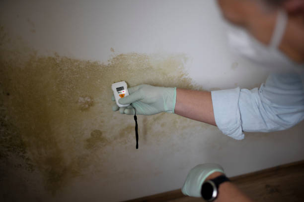 Best Black Mold Removal  in Csar Chvez, TX