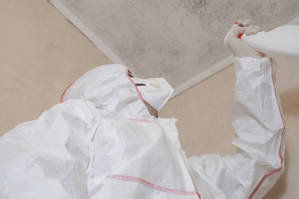 Best Local Mold Removal Service  in Csar Chvez, TX