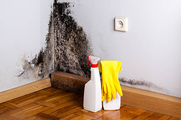 Best Fast Mold Removal  in Csar Chvez, TX